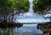 Hutan Mangrove di Aceh Terancam Alih Fungsi Lahan