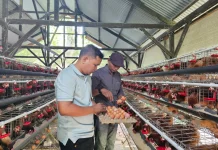 BUMG Ie Meulee Kembangkan Bisnis Ayam Petelur
