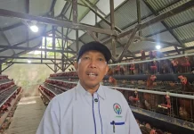 Usaha Ayam Petelur Ie Meulee Dinilai Jadi Contoh Penguatan BUMG di Sabang