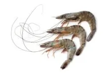 Penurunan Produksi Udang Windu, Stok Alam Belum Pulih