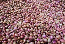 Harga Bumbu Dapur dan Sayuran di Sabang Stabil, Pasokan Masih Aman