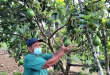 Pensiunan di Sabang Kembangkan Kebun Alpukat