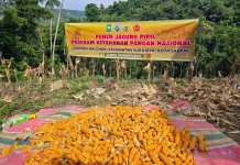 BUMG di Sabang Panen Jagung Pipil hingga Dua Ton