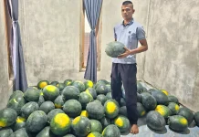 Panen Kedua Capai 5 Ton, Petani Semangka di Sabang Raup Untung Puluhan Juta