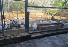 Ketahanan Pangan Desa di Sabang Terus Dikembangkan Lewat BUMG