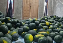 Petani di Sabang Pasok Semangka di Tiga Dapur MBG