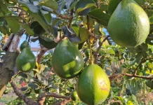 Berbagai Varietas Alpukat Cocok Dikembangkan di Sabang
