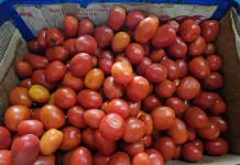 Harga Tomat di Sabang Melonjak, Tembus Rp20 Ribu per Kilogram