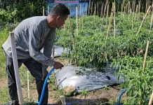 Musim Kemarau, Petani Cabai Cot Ba’u Butuh 8 Ton Air per Hari