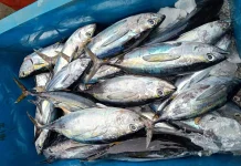 Tangkapan Nelayan Sabang Stabil, Ikan Tongkol Dihargai Rp30 Ribu Perkilogram