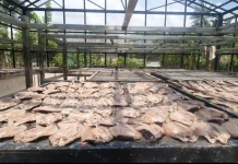 Usaha Ikan Asin Jaboi Tembus Pasar Luar