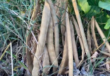 Kacang Koro Perkuat Ekonomi Petani Dari Panen Berkelanjutan