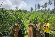 Panen Melimpah, Timun Anoi Itam Perkuat Ketahanan Pangan Daerah