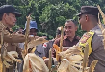 Panen Jagung di Paya Seunara, Sabang Dorong Swasembada Pangan