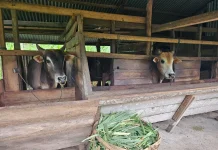 Sabang Siapkan 105 Ekor Sapi untuk Meugang Iduladha