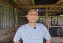 Permintaan Meningkat, Sapi Kurban Peternak Sabang Habis Terjual