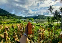 Panen Jagung Pipil Payaseunara Tembus Satu Ton