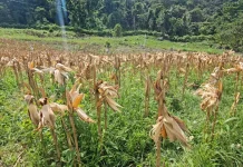 Manfaatkan Lahan Lereng Gunung, Paya Seunara Bidik Budidaya Jagung dan Padi Gogo
