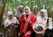 Salak Balohan Jadi Potensi Agrowisata Baru di Sabang