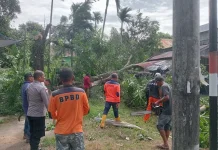 Angin Kencang Sebabkan Tumbang Pohon di Sabang