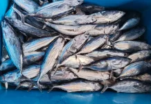 Hasil Laut Sabang Melimpah, Produksi Ikan Tangkap Sabang Tembus 9.787 Ton