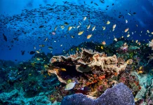 Inspirasi dari Lombok untuk Menyelamatkan Laut Aceh