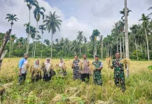 Padi Gogo di Sabang Tetap Panen di tengah Kemarau Ekstrem