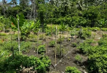 Hama Monyet Jadi Ancaman Serius bagi Petani Hortikultura di Sabang