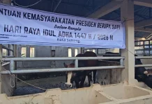 Sapi Bantuan Presiden Disalurkan untuk Warga Kurang Mampu di Sabang