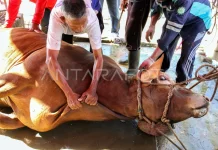 Komisi III: Pengadaan Sapi Kurban Presiden Pakai APBN Sah secara Hukum dan Syariah
