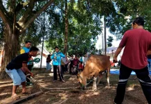 Kemensos Salurkan 295 Hewan Kurban