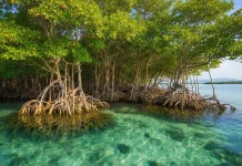 HNSI Banten Desak Proteksi Mangrove dari Reklamasi