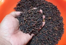 Harga Cengkeh Kering di Sabang Rp107.000 per Kilogram