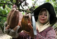 Dampak Selat Hormuz Ditutup, Harga Referensi Biji Kakao Juni 2026 Melesat 17%