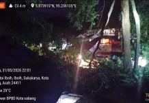 Pohon Tumbang Ganggu Aktivitas Warga di Iboih, Tidak Ada Korban