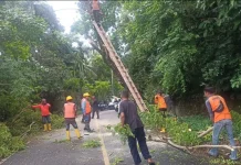 Pohon Tumbang Tersangkut Kabel Listrik, BPBD Sabang Lakukan Evakuasi