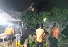 Pohon Tumbang Timpa Rumah dan Tempat Usaha Warga di Keunekai Sabang