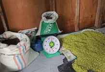 Panen dan Permintaan Turun, Harga Cengkeh Sabang Melemah