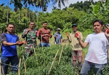Produksi Cabai BUMG di Sabang Ditargetkan Capai 2 Ton Tahun Ini