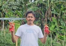 Pengembangan Cabai BUMG Cot Ba’u Diharapkan Berkelanjutan