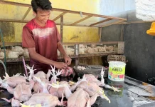 Daya Beli Menurun, Omzet Pedagang Ayam di Sabang Merosot