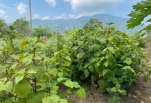 Hingga 2026, Lahan Nilam Bateshok Tembus 40 Hektare Libatkan 80 Petani