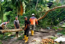 Dua Gampong di Sukajaya Dilanda Pohon Tumbang, BPBD Lakukan Evakuasi