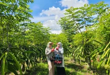Wisata Petik Buah Naga di Sabang Kian Diburu saat Musim Liburan