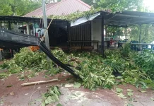 BPBD Sabang Respons Cepat Laporan Pohon Tumbang dari Warga