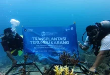 PT Pupuk Iskandar Muda Perkuat Konservasi Laut lewat Transplantasi Terumbu Karan