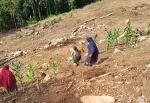 BUMG Balohan Tanam Jagung Pipil Tahap Kedua