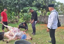 Dari Infak Bersama, MTsN Sabang Gelar Kurban Perdana