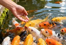 Menyulap Limbah Organik Sungai Menjadi Pakan Ikan Berkualitas