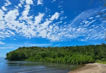 Mangrove Cot Neuhot Jaboi Jadi Pelindung Alami Pesisir